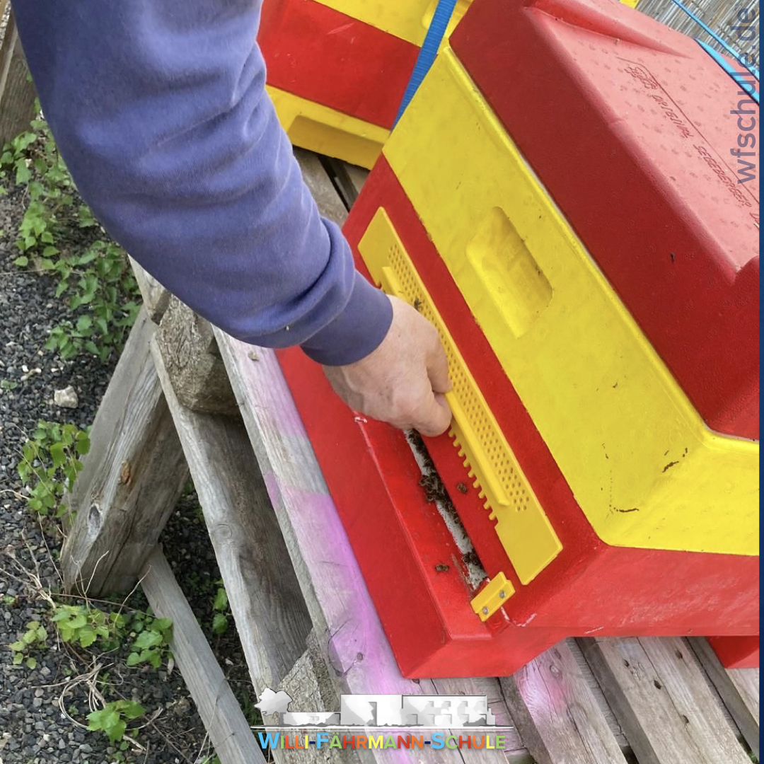 Unsere Schulbienen sind angekommen.