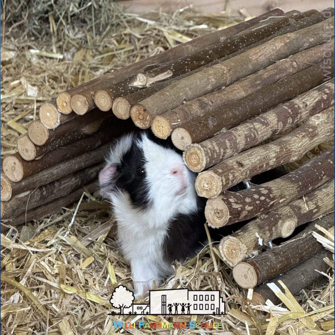 Neue Bewohner in unserer „kleinen Schweinerei“!